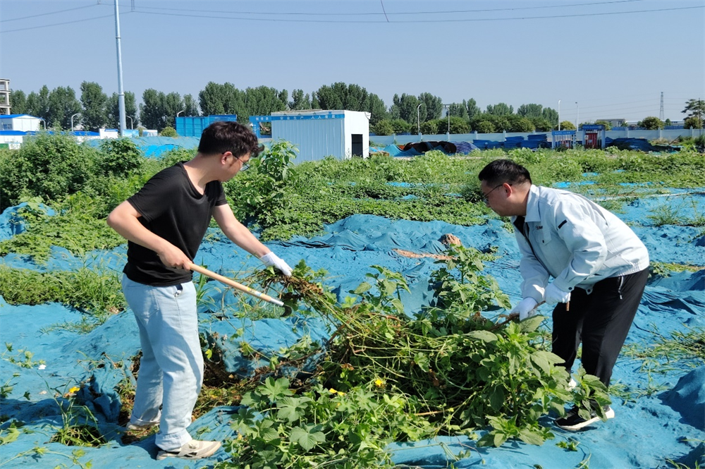 齐心协力，共建美好工程形象——河南誉蜂开展安阳项目工地除草活动